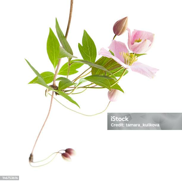 연분홍색 으아리 꽃-식물에 대한 스톡 사진 및 기타 이미지 - 꽃-식물, 으아리, 흰색 배경