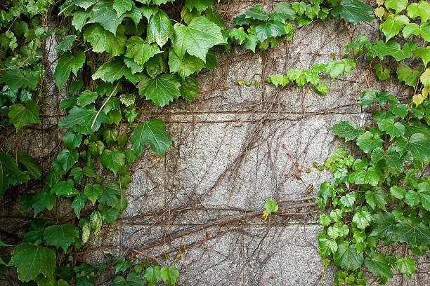 Green Boston Ivy Creeps Up Old Curved Stone Wall stock photo