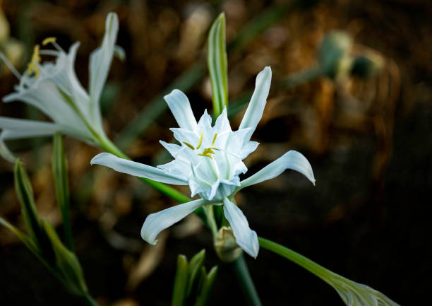 istock Sea lily white flower 1467538988