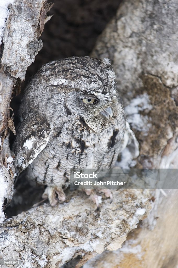 Vogel-Western screech owl - Lizenzfrei Eule Stock-Foto