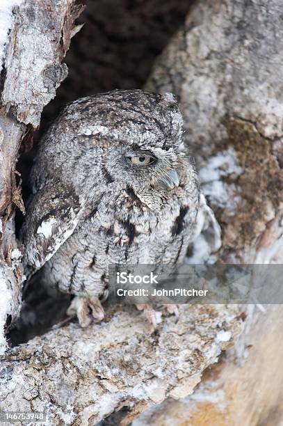 Vogelwestern Screech Owl Stockfoto und mehr Bilder von Eule - Eule, Feder, Fotografie