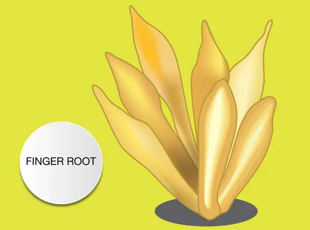 Vector illustration of finger root is an ingredient for Thai food and also a medicinal and culinary herb