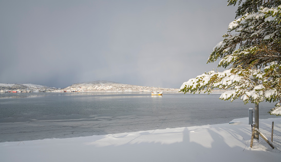 Winter landscape with a snowy pine tree and view on the fjord, with a small vessel on the water and snowy hills with houses in the background, Håkøya island, Norway