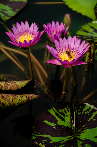 Lotus, Water lily flower and bee macro with selective focused