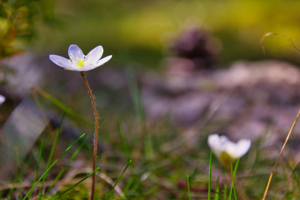 istock White Wax flower in natural background 1467544851