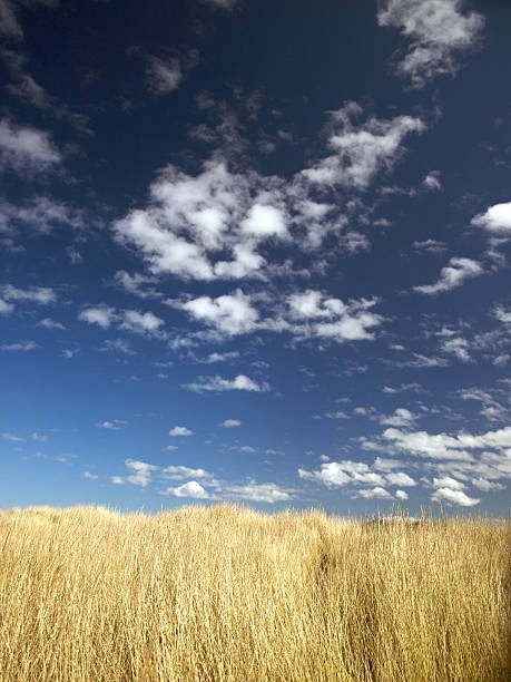 Grass and Sky 2 stock photo