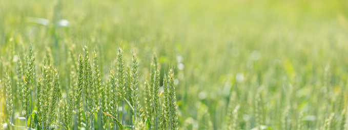 Wheat field. close up of ripening wheat ears in field