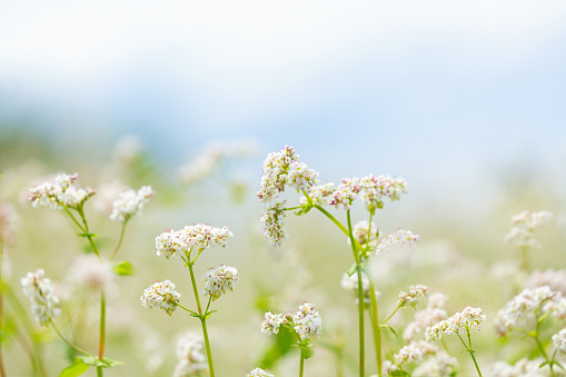 Close up of flowers of buckwheat in a field