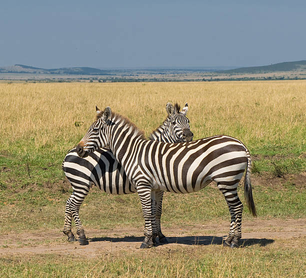 istock two zebras, masai mara, kenya 146754538