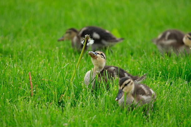 duckling stock photo