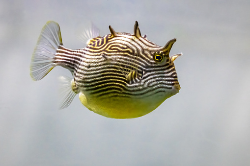A female Shaw's cowfish, Aracana aurita, also known as a painted boxfish or striped cowfish. Found in the reefs of the eastern Indian Ocean around south Australia.