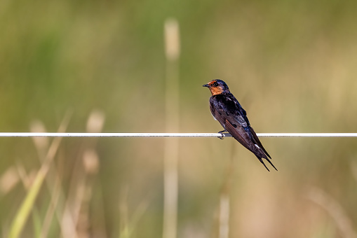 Welcome swallow, Hirundo neoxena, perched on a wire fence at Tamar Wetlands, Tasmania. Soft background with space for text.