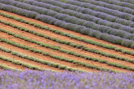 Lavender files background. Abstract detail of rows of cultivated lavender flowers against red soil  in Tasmania, Australia.