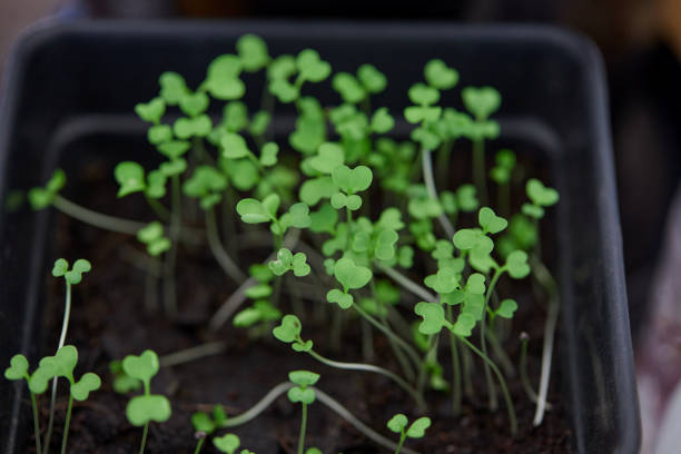 istock Seedling growing in the pot plant 1467547902