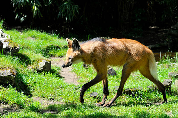 loup à crinière marcher sur l'herbe - loup à crinière photos et images de collection