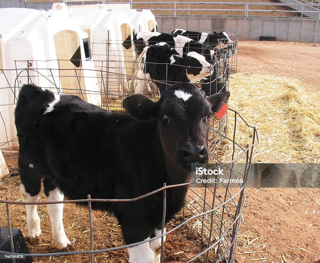 Baby Kühe - Lizenzfrei Agrarbetrieb Stock-Foto