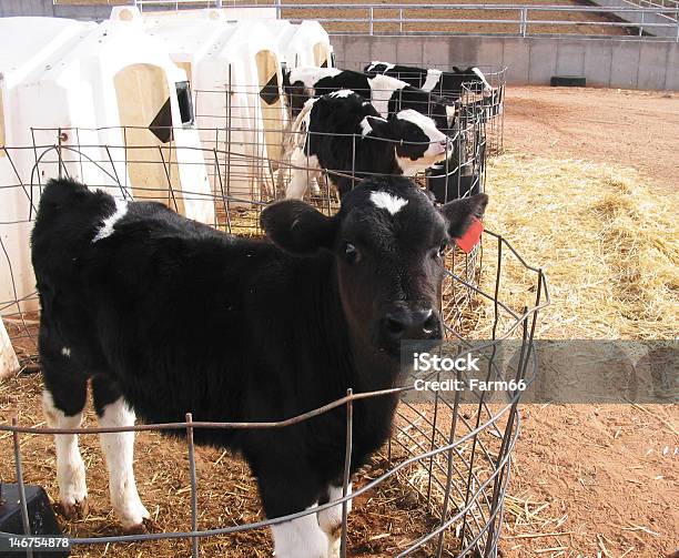 Baby Le Mucche - Fotografie stock e altre immagini di Animale - Animale, Bibita, Bovino domestico