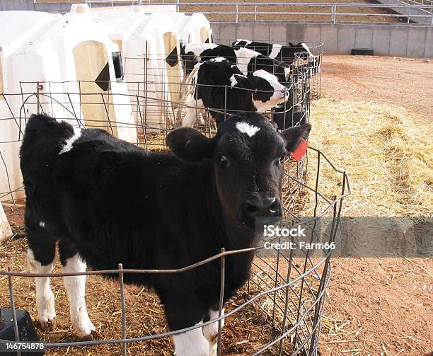 Foto de Vacas De Bebê e mais fotos de stock de Animal - Animal, Bebida, Bezerro