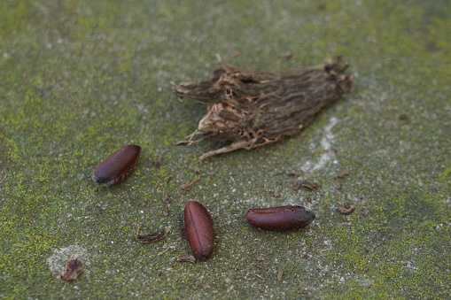 3 calycanthus seeds ready to be sown