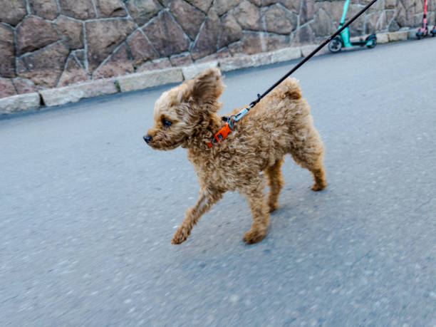 istock Brown toy poodle walking outdoors 1467550093