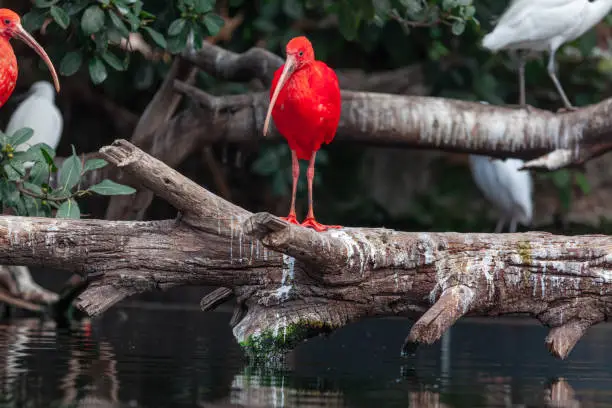 Ibis birds habitat . Wild nature with exotic birds