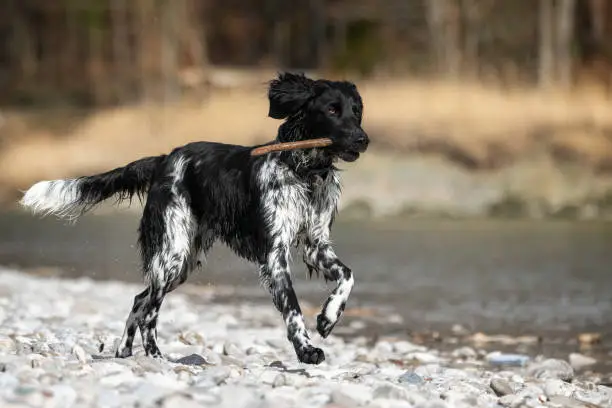 German Large Münsterländer hunting dog with a stick in his mouth  - munsterlander breed