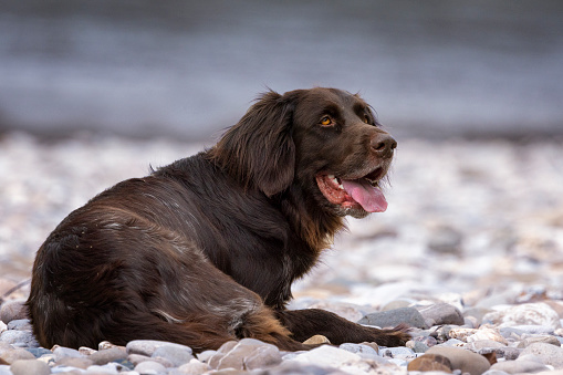 Deutsch langhaar hunting dog is lying at river