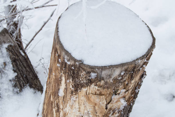 istock Old tree stump covered with snow in winter forest, Park on a cold day 1467551225