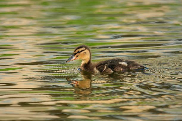 duckling on the lake stock photo