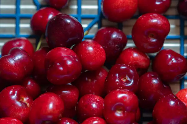 Fresh cherries on the table