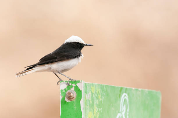istock Monnikstapuit, Hooded Wheatear, Oenanthe monacha 1467552146