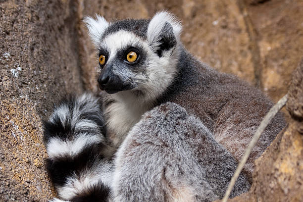 Lemur stock photo