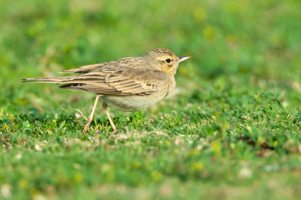 istock Duinpieper, Tawny Pipit, Anthus campestris 1467552154