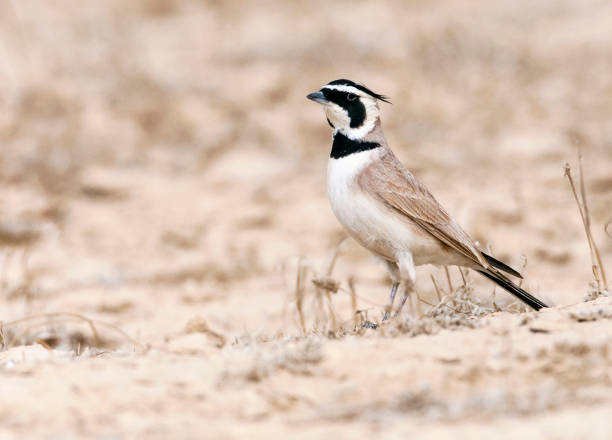 Adult Temminck's Lark (Eremophila bilopha) in the southern negev, Israel,