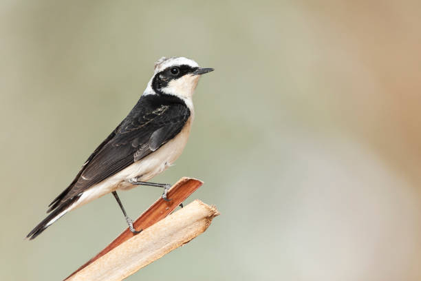 istock Vitatta Bonte Tapuit, Vittata Pied Wheatear, Oenanthe pleschanka vittata 1467552171