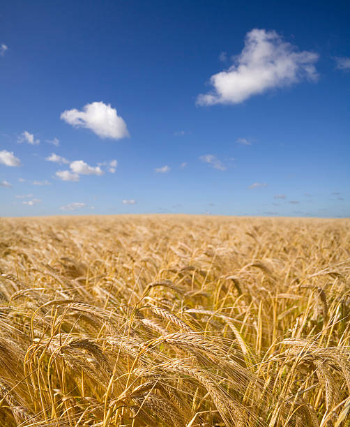 Barley large field on a sunny day stock photo