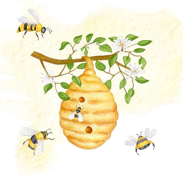 Watercolor illustration on the topic of beekeeping. Wild Bee Hive On Tree With Flowers. Honey Bees, Branch, Bumblebee. Watercolor illustration on the topic of beekeeping. Wild Bee Hive On Tree With Flowers. Honey Bees, Branch, Bumblebee beehive hairstyle stock illustrations