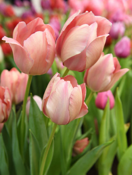 istock Beautiful tulip Salmon Van Eijk, salmon-pink shaded deeper pink, in spring 1467553152