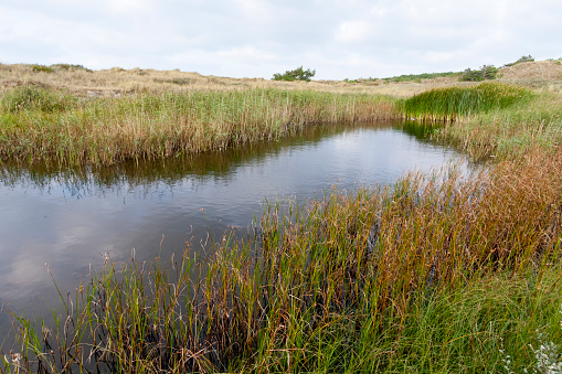 Waterplas in duinen met rietkraag; Lake in dunes with reedbed