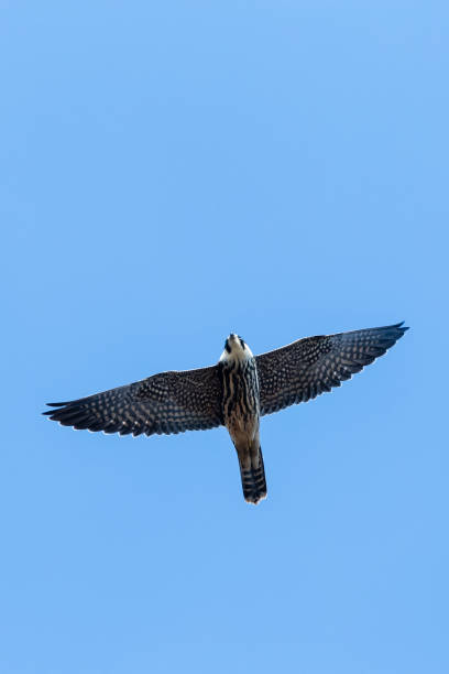 istock Boomvalk, Eurasian Hobby, Falco subbuteo 1467553673