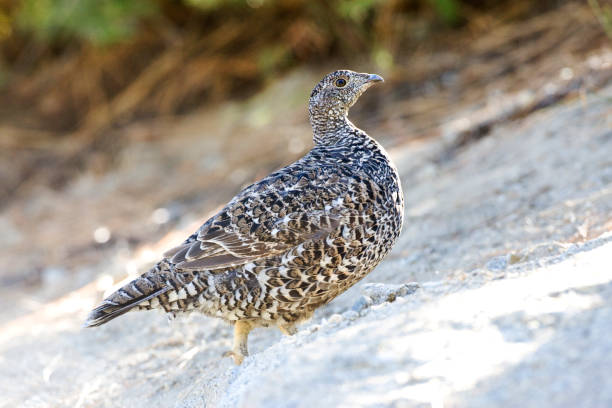 istock Sooty Grouse, Dendragapus fuliginosus 1467553831