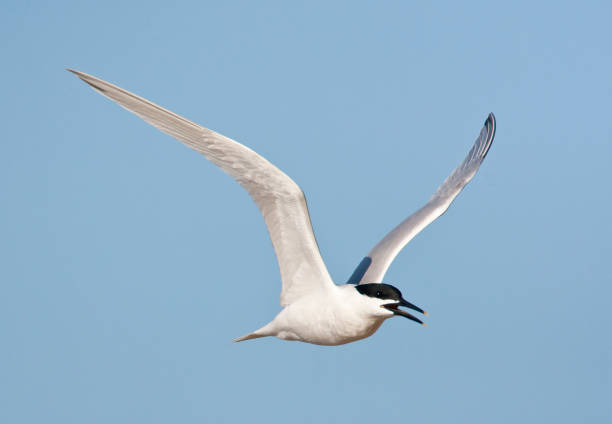 istock Grote stern, Sandwich Tern, Sterna sandvicensis 1467554786