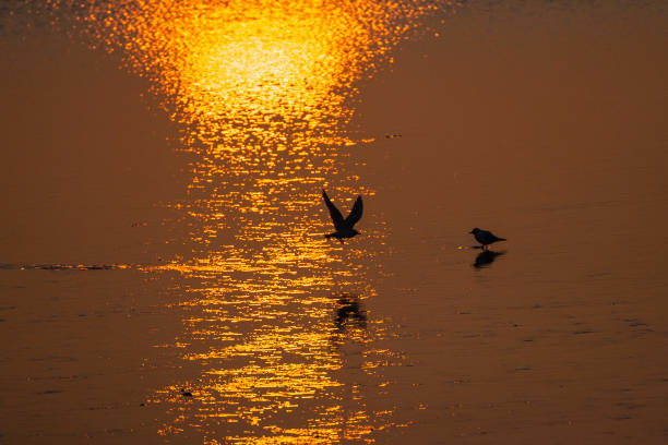 istock Kokmeeuw, Black-headed Gull, Chroicocephalus ridibundus 1467554833