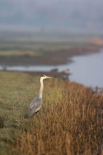 istock Blauwe Reiger, Grey Heron, Ardea cinerea 1467554935