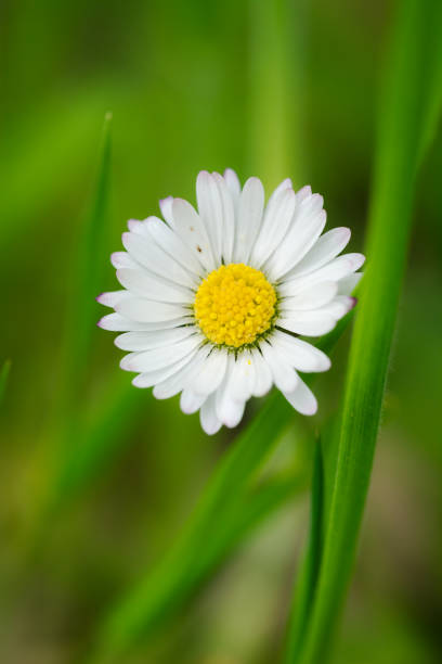 Close up of a daisy on a dond of green grass
