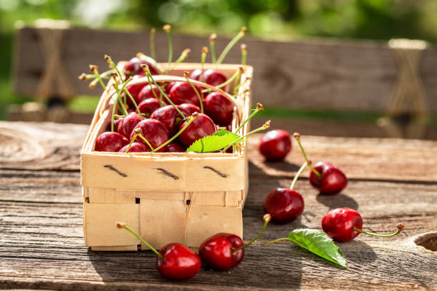 istock Ripe and juicy sweet cherries in wooden punnet. 1467555310