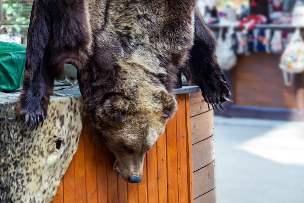 Brown bear skin hanging upside down on a page for sale