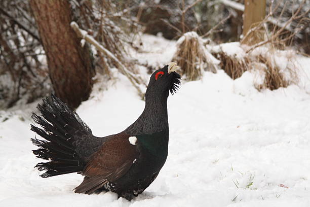 Capercaillie This shows a male capercaillie in aggressive mood in the snow capercaillie grouse grouse wildlife scotland stock pictures, royalty-free photos & images