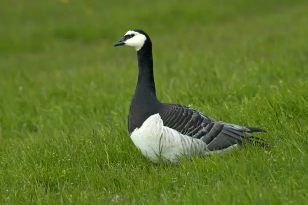 Barnacle Goose standing; Brandgans staand