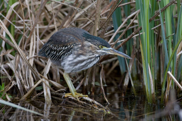 istock Green Heron, Groene Reiger, Butorides virescens 1467556643
